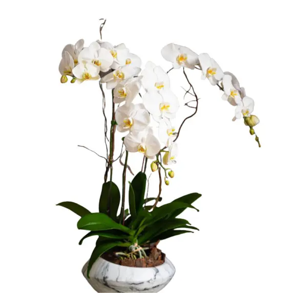 Double Phalaenopsis