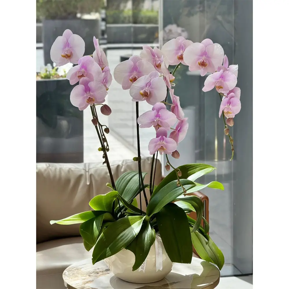 3 phalaenopsis orchid plants in the pot - flowers delivery dubai and abudhabi