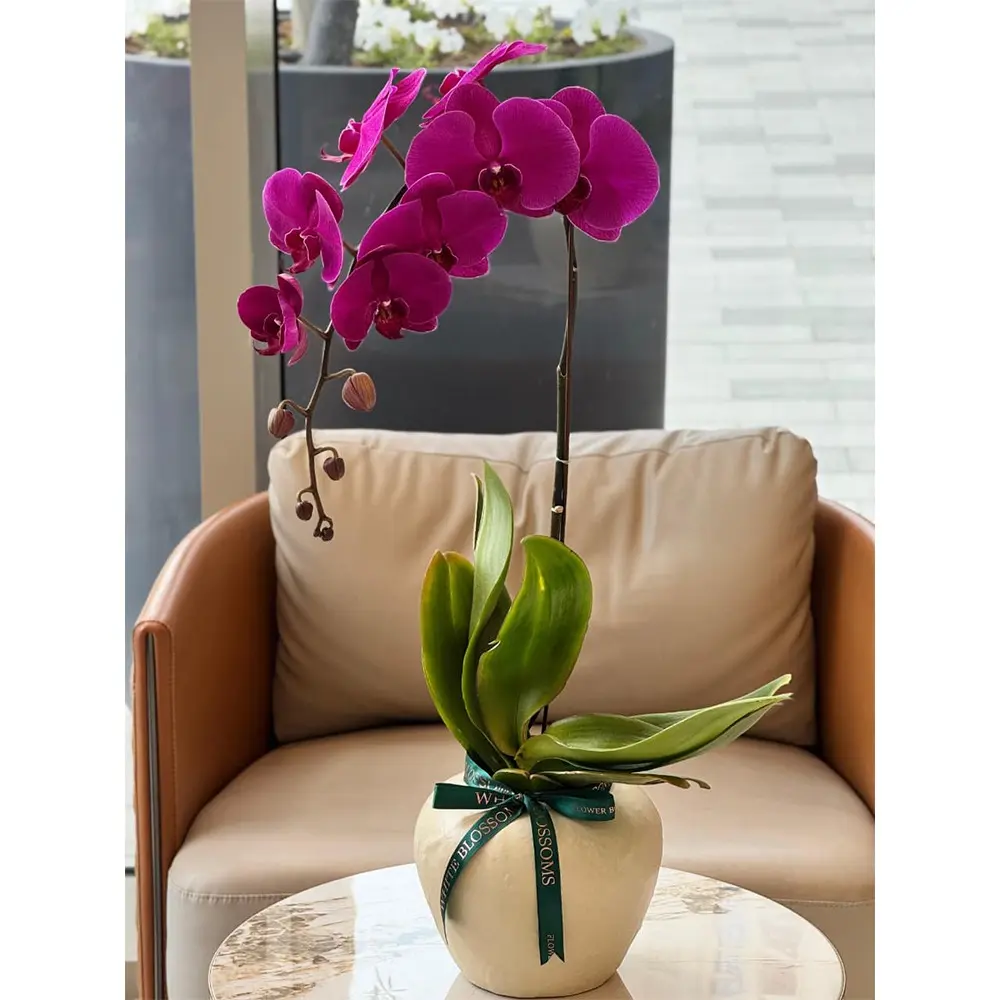 single phalaenopsis purple orchid plant in the pot ready for flower delivery dubai