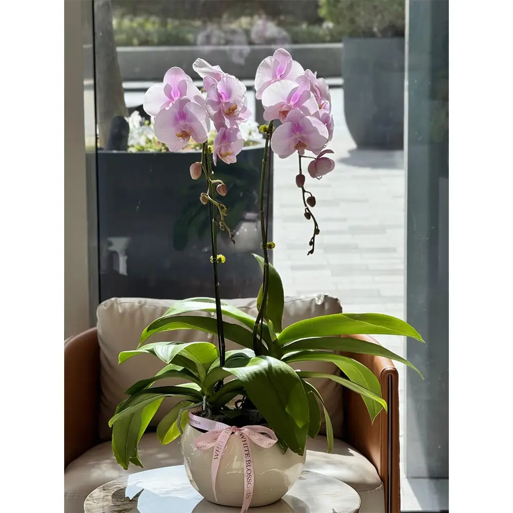 two phalaenopsis orchid plant pink in the pot by white blossoms flower boutique dubai